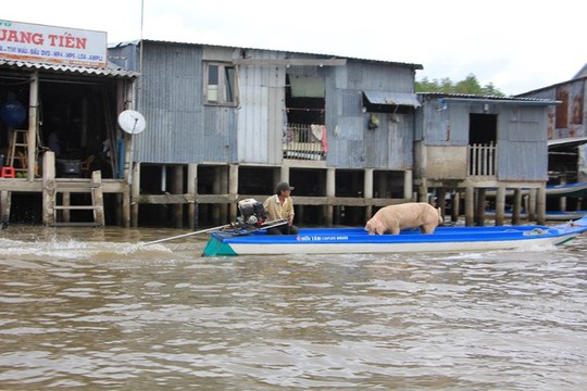 Cà[-]Mau:[-]Độc[-]đáo[-]cảnh[-]lấy[-]sông[-]làm[-]mặt[-]tiền[-]nhà